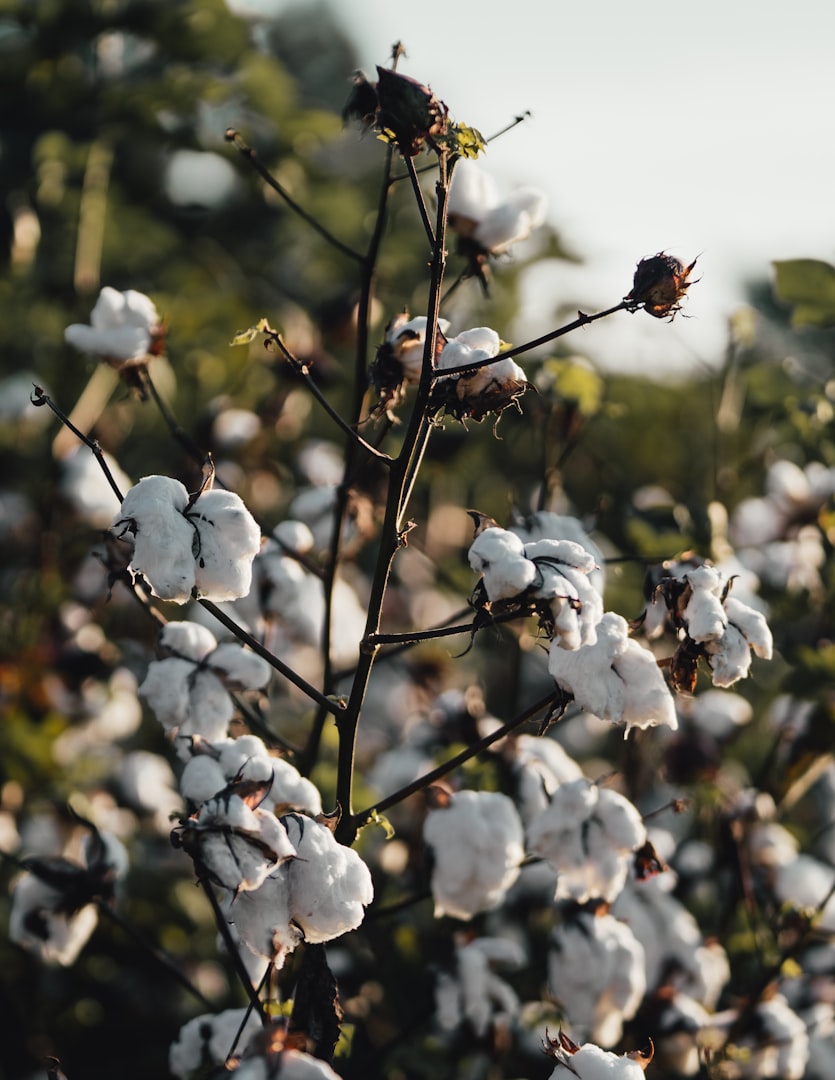 Cotton growing in a field